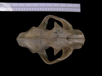 Media type: image;   Mammalogy BANGS-6992 Description: Image of skeleton specimen - dorsal view. dorsal view of skull.;